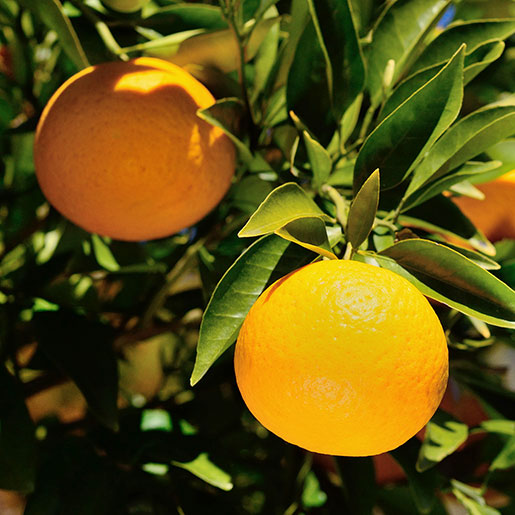 Want simple Fried Bitter Orange benefits and uses info? (Here are its main effects and how it works)