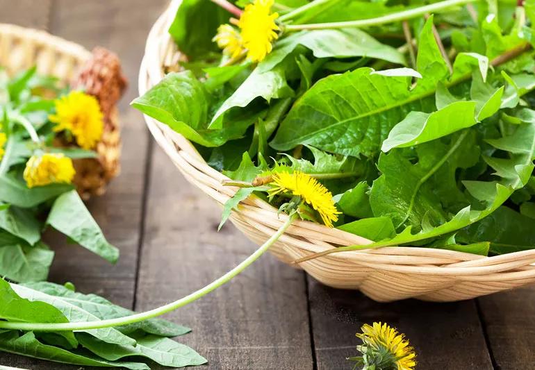 How to Get Dandelions Benefits and Effects? Easy tips for using this wonderful herb daily.
