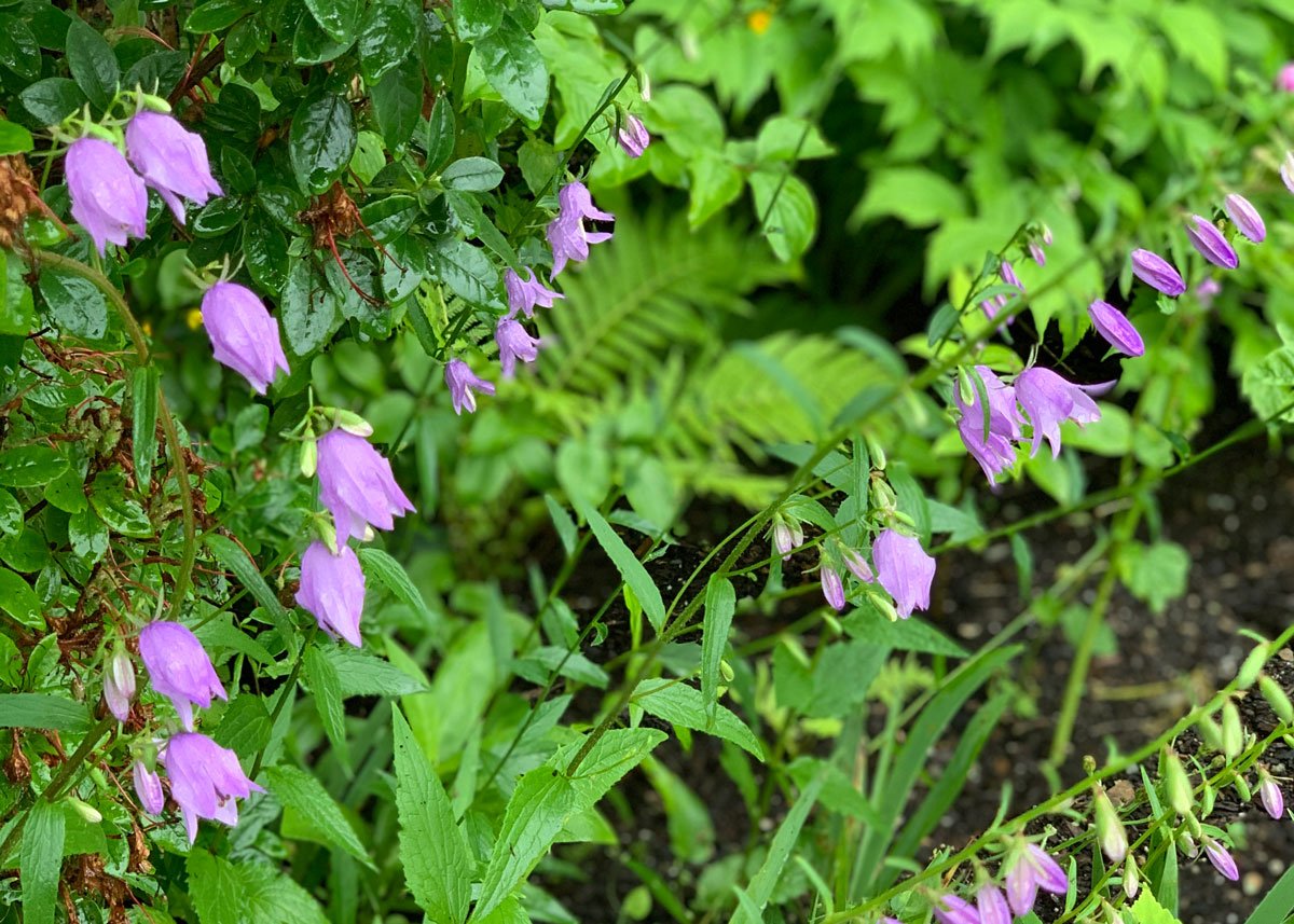 Exploring Adenophora Stricta Benefits and Effects (Your simple look at its powerful health properties)