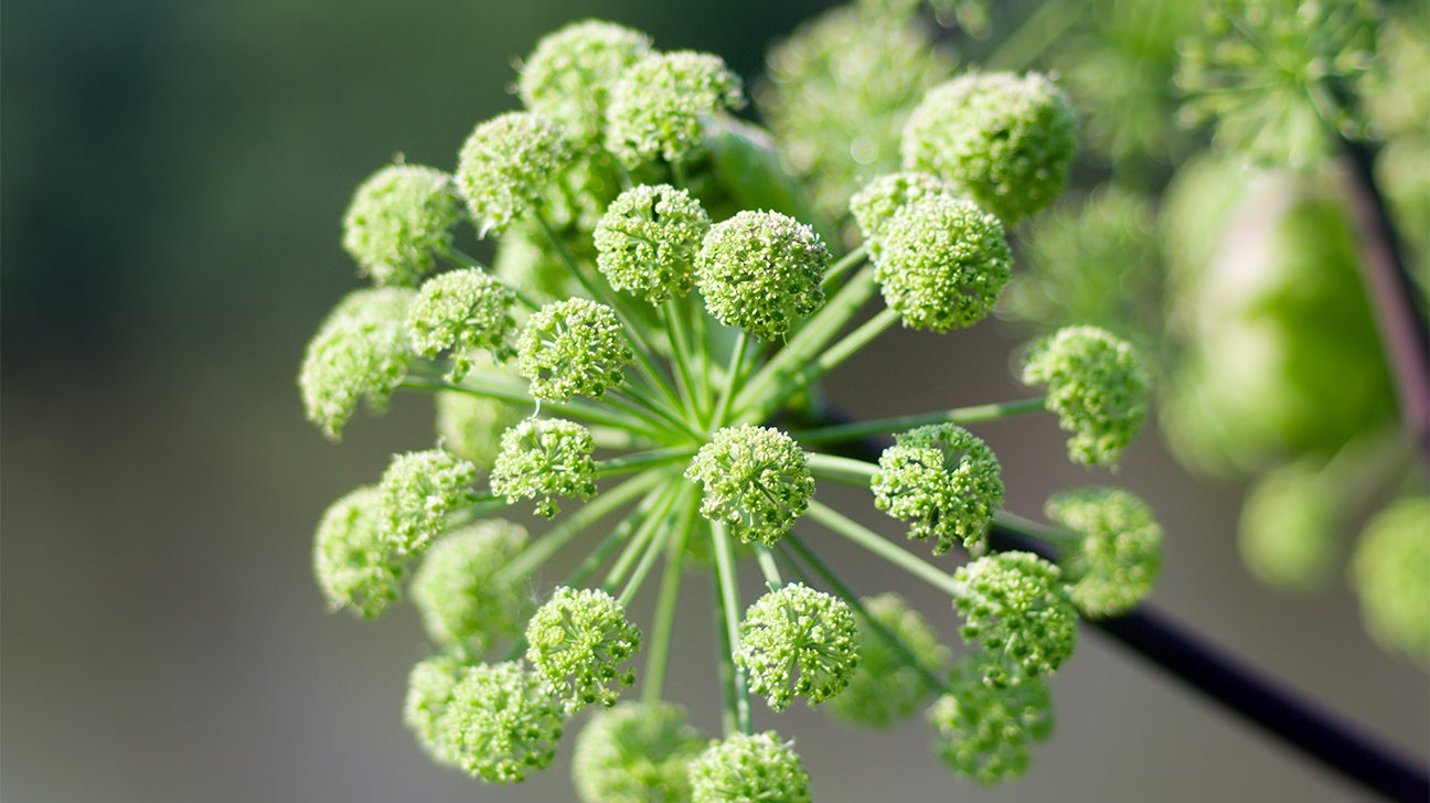 Want to know Angelica Sinensis effects and functions? This guide simply explains its key health uses.