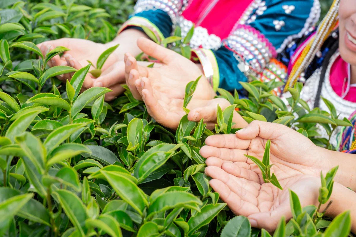 Learn Guan Zhongs efficacy and effects: Best ways this old plant helps you feel good and stay healthy.