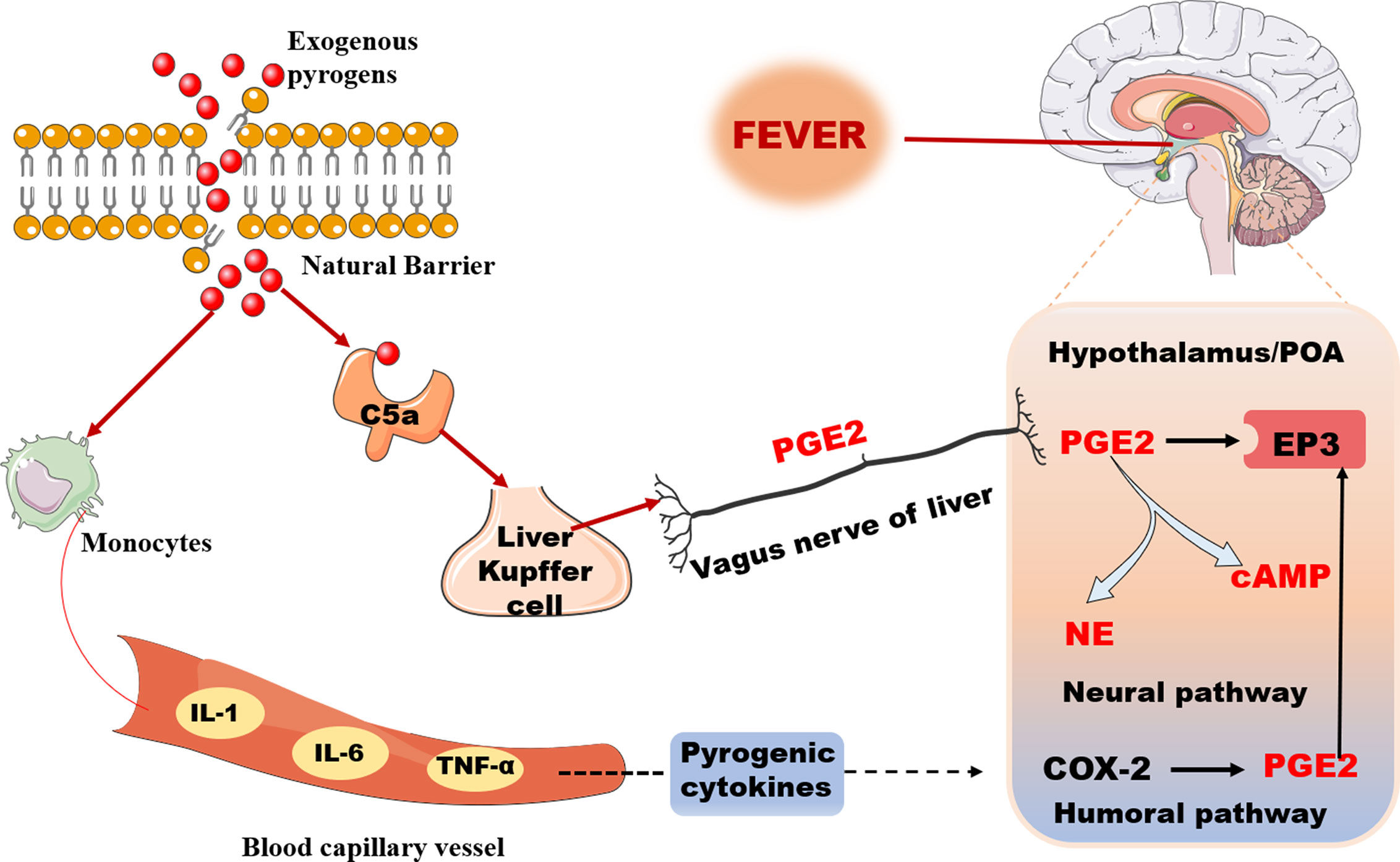 Gypsum Fibrosum efficacy and effects: How does it work and what are its main uses for you?