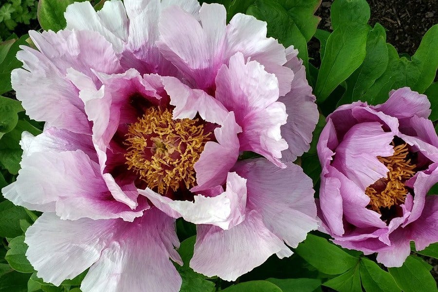 Peony effects and benefits: why are they so great? Understand why this flower helps your health so much.