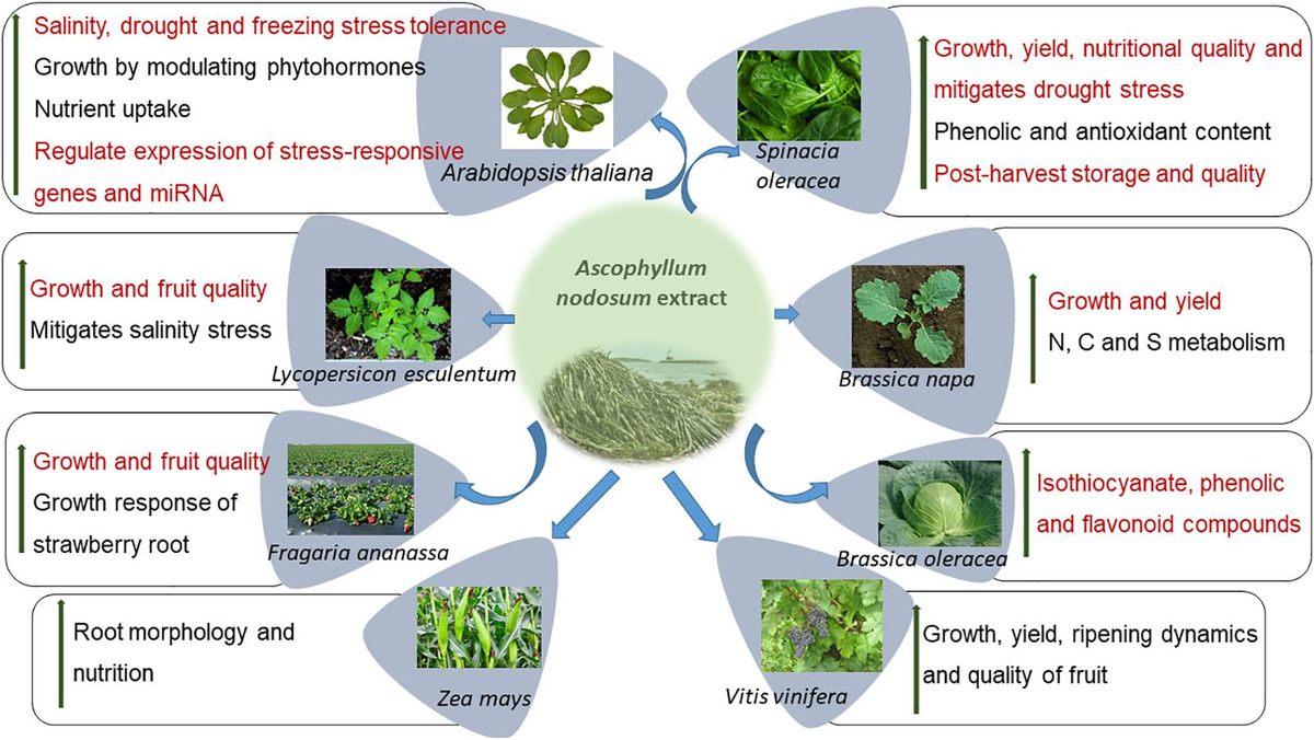 How can you use Asarum properly? Understanding Asarums Effects and Benefits for natural relief from common ailments is important.