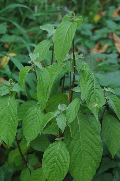 Achyranthes Bidentata benefits and effects fully explained. Is this traditional herb good for your daily wellness?