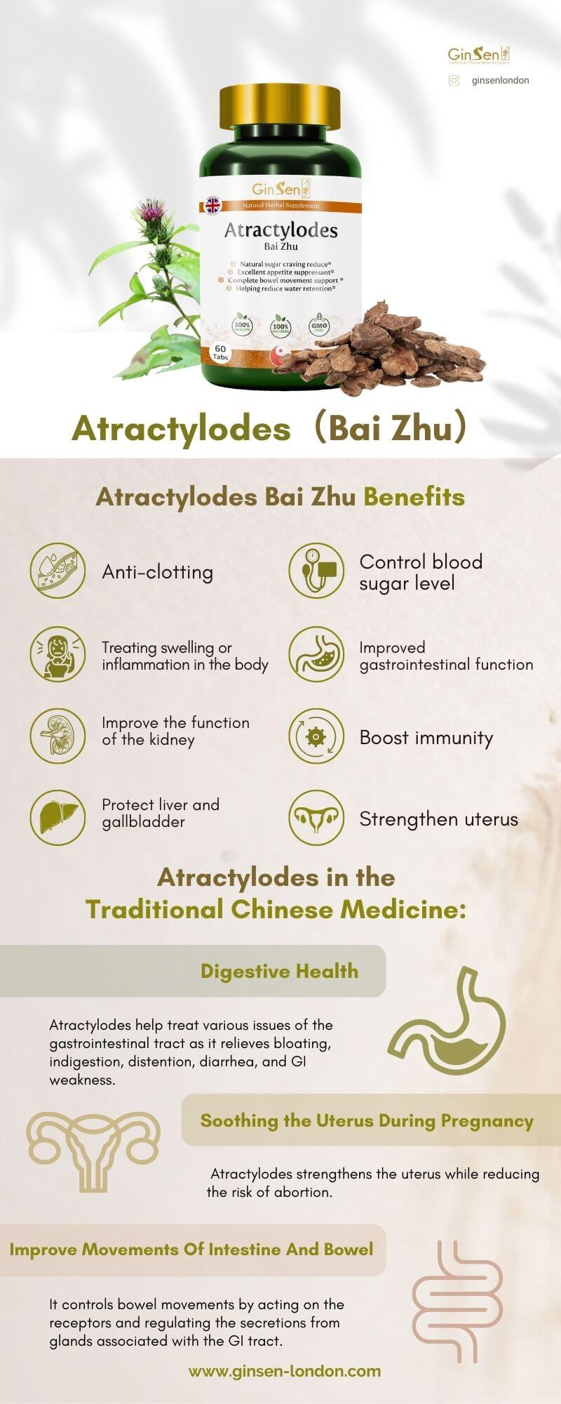 Understanding Atractylodes macrocephalas important functions and benefits: A simple guide to Baizhus traditional uses and modern research findings for you.