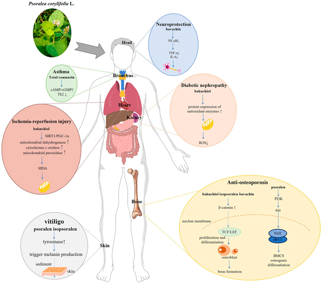 Psoralea Corylifolias Efficacy and Functions Unpacked: Why do people love it? Top benefits you should know now!