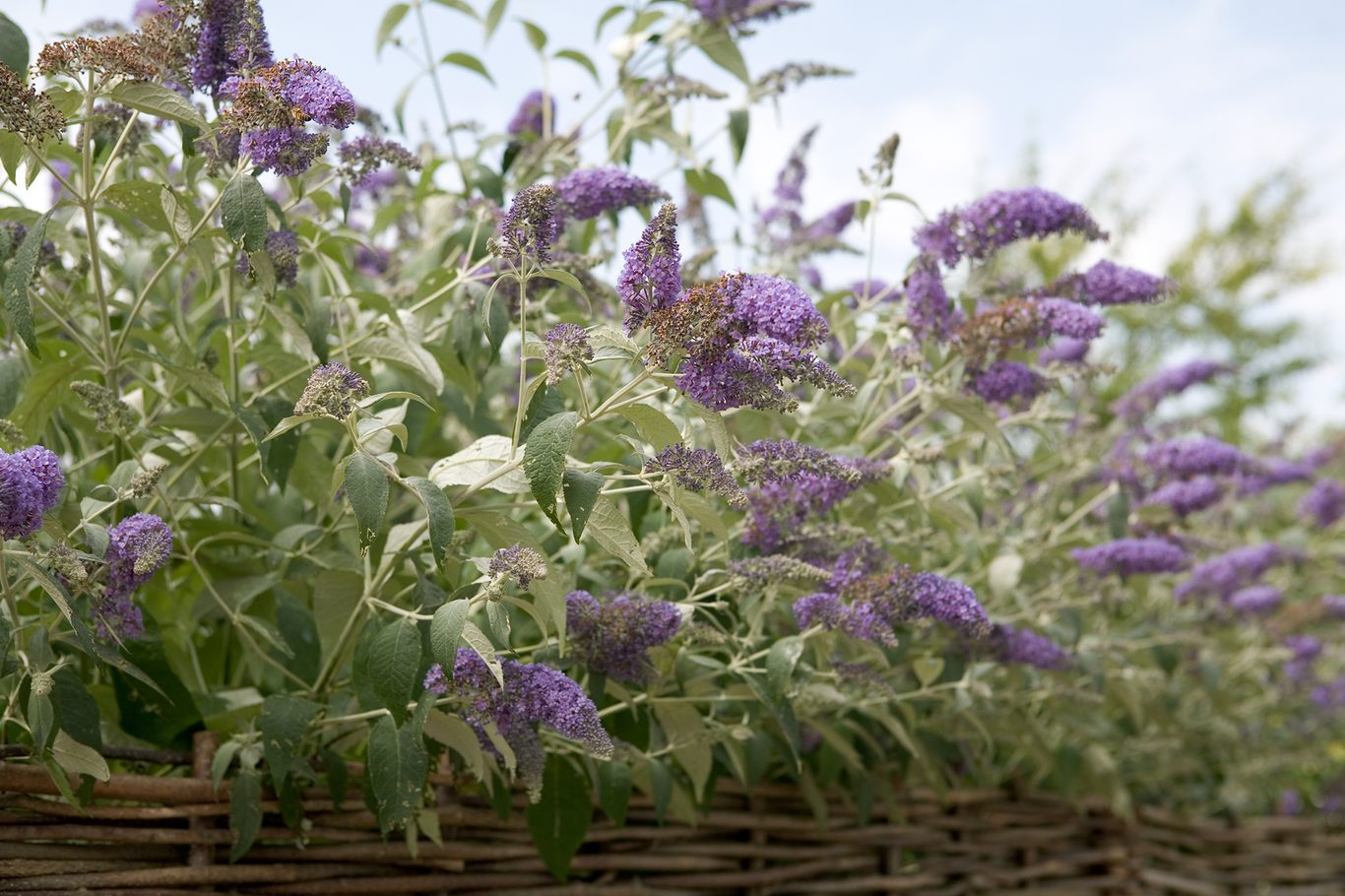 Understanding Buddleja Flower Benefits and Effects (What This Amazing Herb Can Do For You)