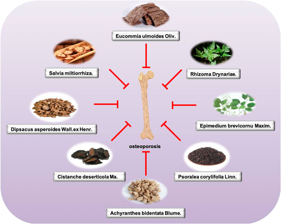 Achyranthes Bidentata benefits and effects fully explained. Is this traditional herb good for your daily wellness?
